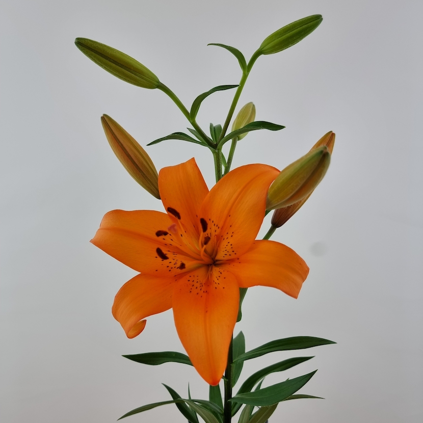 Lilien orange